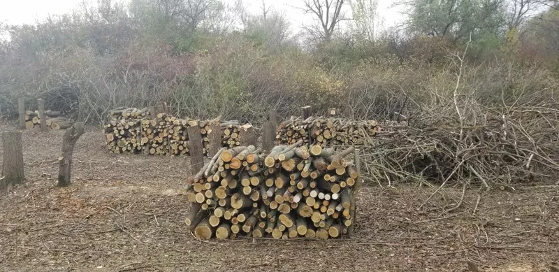 Предлагаем дрова шелковицы